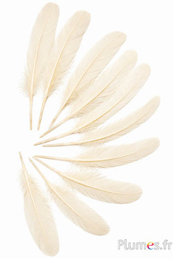 Gans - 15-21 cm - crème